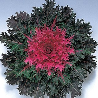 Капуста декоративная Корал Квин [1000 шт] - ООО «Семена Тут»