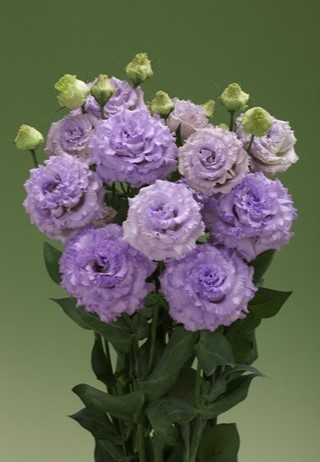 img-1: Эустома Корелли СУ 1 Лайт Лавендер [100 драже] - ООО «Семена Тут»