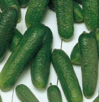 img-0: Огурец Корентин F1 - ООО «Семена Тут»