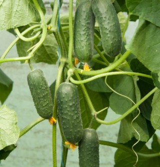 img-0: Огурец Кубанец F1 - ООО «Семена Тут»