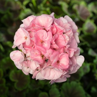 img-0: Пеларгония зональная Булз Ай F1 Лайт Пинк [100 шт] (инкруст.семена) - ООО «Семена Тут»