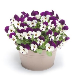 img-0: Виола рогатая Флорал Пауэр F1 Пурпл Перлз [1000 шт] - ООО «Семена Тут»