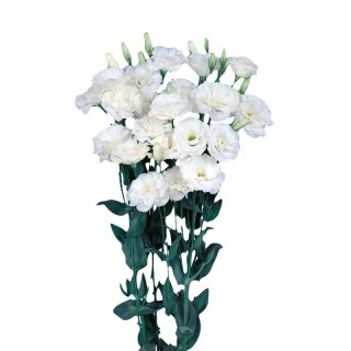 Эустома Эхо 1 Пьюр Вайт [1000 драже] - ООО «Семена Тут»