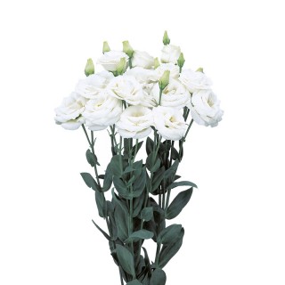 Эустома Розита 2 Вайт [1000 драже] - ООО «Семена Тут»