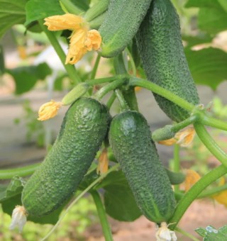 Огурец Луховицкий F1 - ООО «Семена Тут»