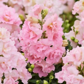 img-0: Львиный зев махровый Твинни Эпплблоссом [1000 шт] - ООО «Семена Тут»