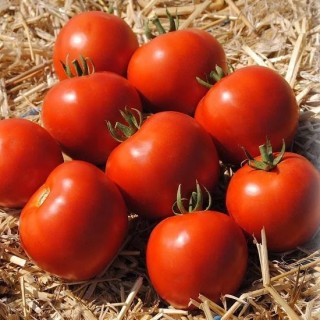 Томат Мамако F1 - ООО «Семена Тут»