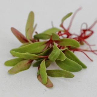 img-0: Мангольд красный Гранат МЗ - ООО «Семена Тут»