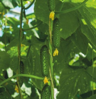 Огурец Марсель F1 - ООО «Семена Тут»