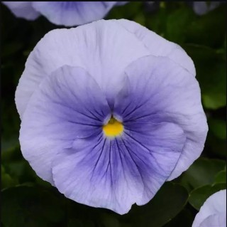 Виола крупноцветковая Матрикс Лайт Блю [250 шт] - ООО «Семена Тут»