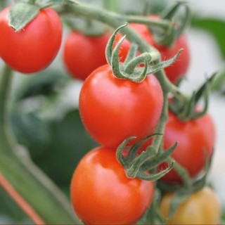 img-0: Томат Маунтин Мейджик F1 - ООО «Семена Тут»