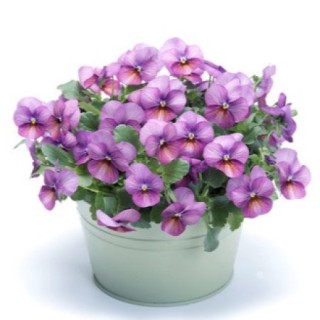 img-0: Виола рогатая Флорал Пауэр F1 Плам Антик [1000 шт] - ООО «Семена Тут»