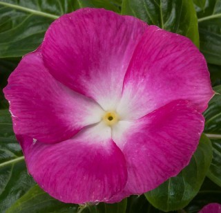 img-0: Катарантус Кора Маджента Хало [1000 шт] - ООО «Семена Тут»