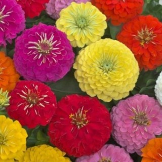 img-0: Цинния Прециоза Премиум микс [100 шт] - ООО «Семена Тут»