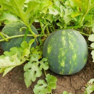 img-0: Арбуз Минерва (Е-42) F1 - ООО «Семена Тут»