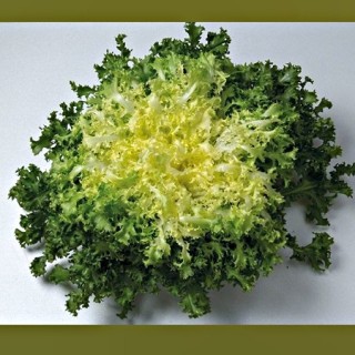 Салат Мирна - ООО «Семена Тут»