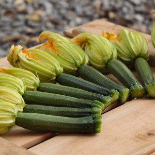 img-1: Кабачок Модена F1 - ООО «Семена Тут»