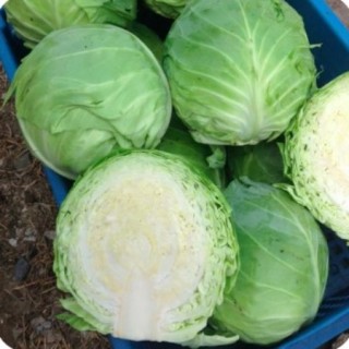 Капуста белокочанная Мона Лиза F1 - ООО «Семена Тут»