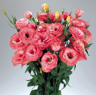 Эустома Адвантаж 2-3 Черри Сорбет[1000 драже] - ООО «Семена Тут»