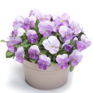 img-0: Виола рогатая Флорал Пауэр F1 Пинк Бикон [1000 шт] - ООО «Семена Тут»