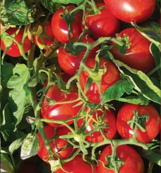 Томат H 6438 F1 - ООО «Семена Тут»