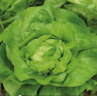 Салат Надин Агро - ООО «Семена Тут»