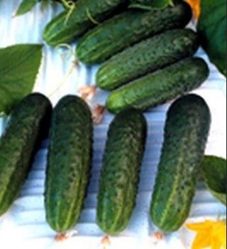 img-1: Огурец Надюша F1 - ООО «Семена Тут»