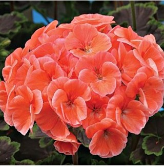 img-0: Пеларгония зональная Найт Салмон [100 шт] - ООО «Семена Тут»