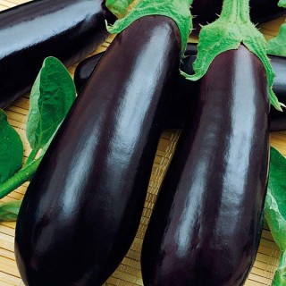 Баклажан Навал F1 - ООО «Семена Тут»