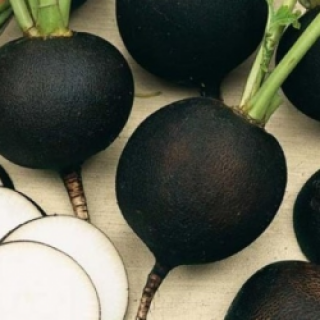 Редька Ночка [фракция 2,75-3,0 мм] - ООО «Семена Тут»