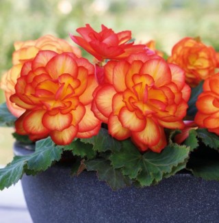 Бегония клубневая Нонстоп Файр [1000 драже] - ООО «Семена Тут»