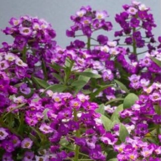 img-0: Алиссум Норс Фэйс Лавендер [1050 шт] - ООО «Семена Тут»