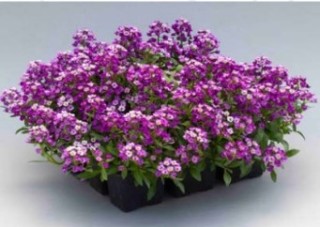 img-1: Алиссум Норс Фэйс Лавендер [1050 шт] - ООО «Семена Тут»