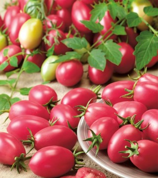 img-0: Томат Новичок розовый - ООО «Семена Тут»