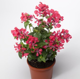 img-1: Куфея Шрирача F1 Роуз [100 шт] - ООО «Семена Тут»