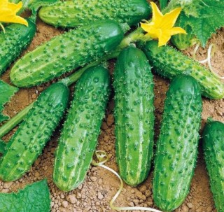 img-0: Огурец Мурашка F1 - ООО «Семена Тут»