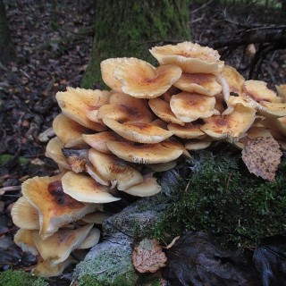 Опенок зимний (12 шт.) - ООО «Семена Тут»