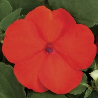 Бальзамин Экстрим F1 Оранж [100 шт] - ООО «Семена Тут»