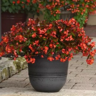 img-1: Бегония гибридная Хула Ред [100 драже] - ООО «Семена Тут»