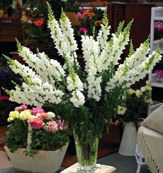 img-0: Львиный зев Опус 3/4 Вайт [1000 шт] - ООО «Семена Тут»