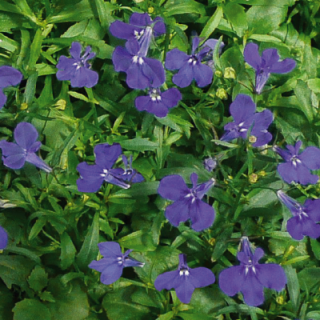 Лобелия прямостоячая Палас Блю [50 м/драже] - ООО «Семена Тут»