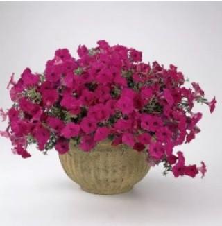 img-1: Петуния ампельная F1 Тайдал Вэйв Парпл [1000 драже] - ООО «Семена Тут»