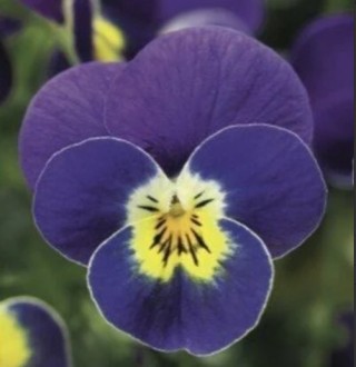 Виола рогатая Пенни F1 Блю виз Еллоу сентэ [100 шт] - ООО «Семена Тут»