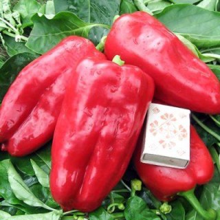img-0: Перец Юбилейный Семко F1 - ООО «Семена Тут»