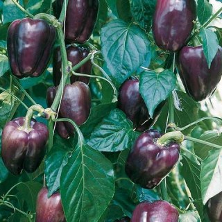 Перец Текила F1 - ООО «Семена Тут»