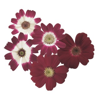 img-0: Цинерария гибридная Стар Вос Кримсон Шейдс [50 шт] - ООО «Семена Тут»