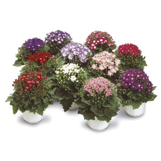 img-1: Цинерария гибридная Стар Вос Вайт Шейдс [50 шт] - ООО «Семена Тут»