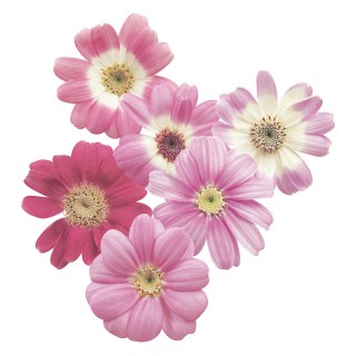 img-0: Цинерария гибридная Стар Вос Пинк Шейдс [50 шт] - ООО «Семена Тут»