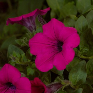 img-1: Петуния ампельная Эксплорер Маджента [1000 драже] - ООО «Семена Тут»