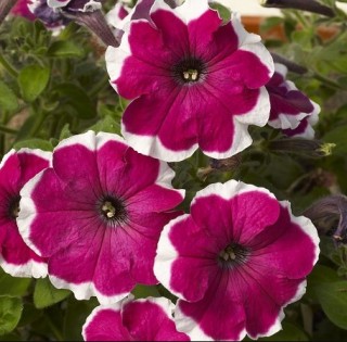 Петуния грандифлора Кан Кан Пикоти Вельвет [1000 драже] - ООО «Семена Тут»